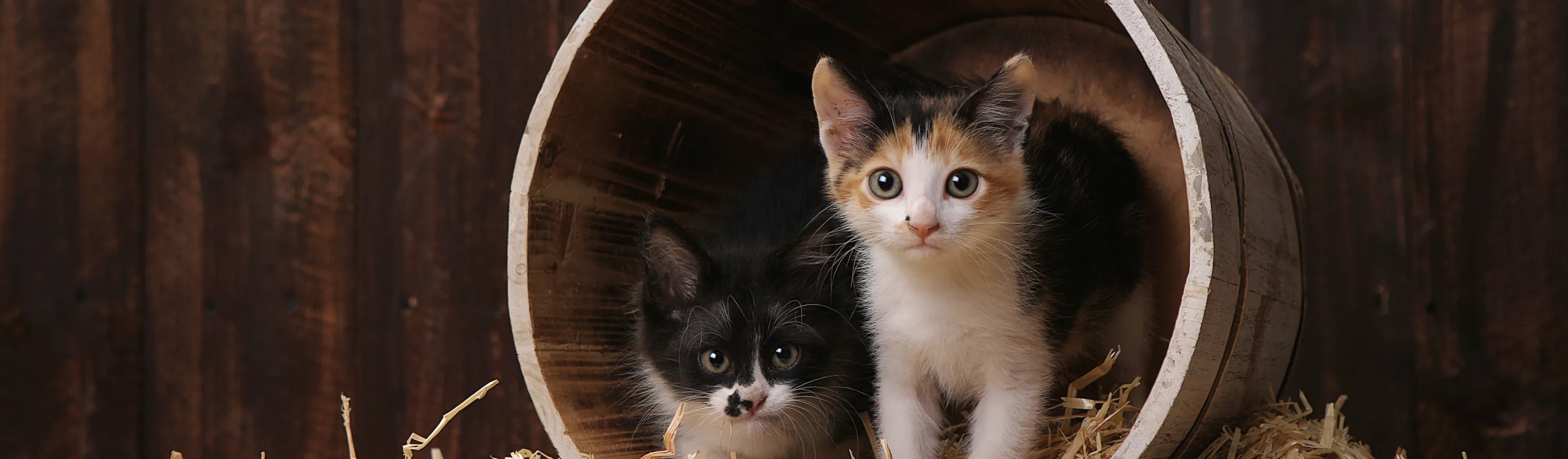 kittens in a barrel
